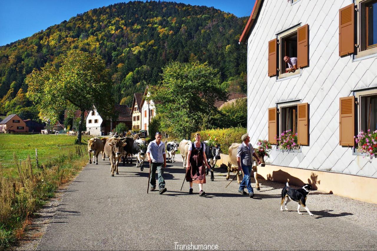 Le Chalet du Silberrain à Osenbach - Luxe, charme et authenticité Villa Esterno foto